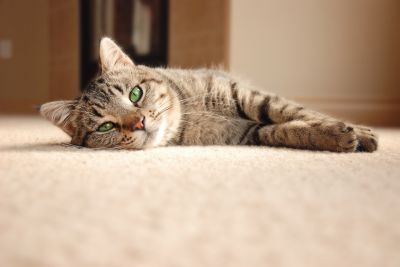 Eliminate Odors from Pets, Spills and General Wear and Tear!