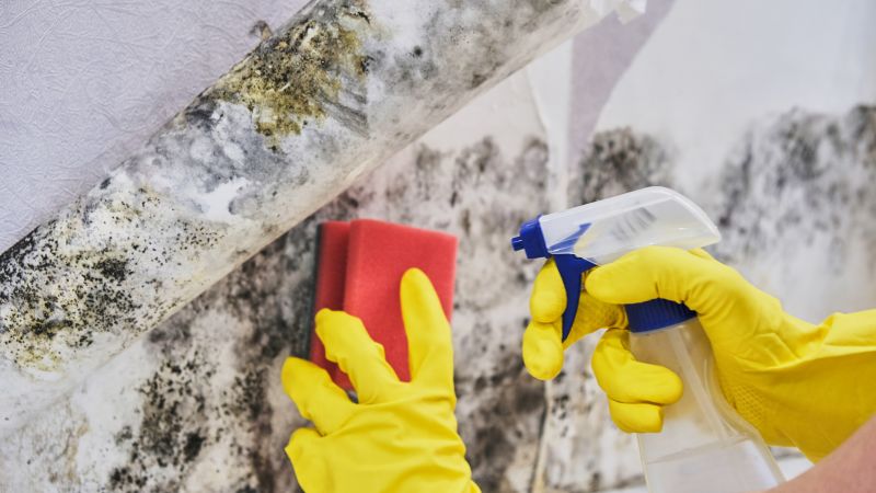 Black Mold Remediation in Jupiter, FL