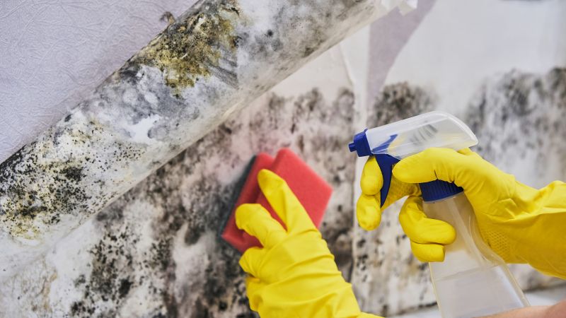 Mold Abatement in Boynton Beach, FL
