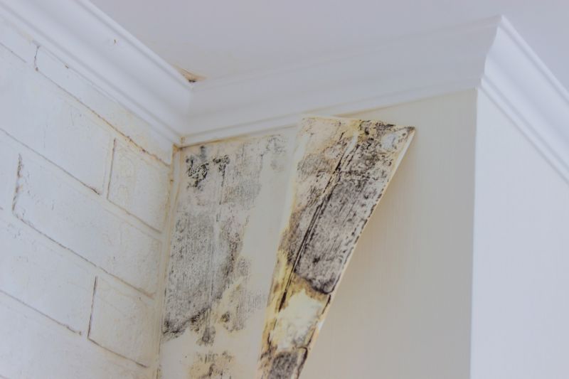 Mold Abatement Service in West Palm Beach, FL