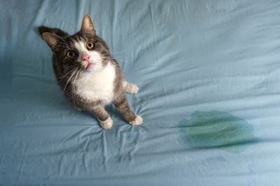 Eliminate Odors By Getting Professional Pet Stain Treatment!