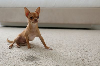 Get Professional Pet Stain Treating To Protect your Carpets, Furniture, and More From Pet Related Damage!