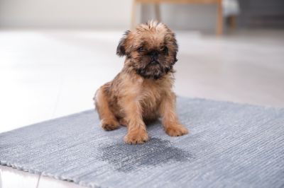 Keep your Space Clean and Hygienic With a Professional Stain Treatment!