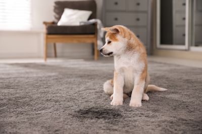 Pet Stain Treatment