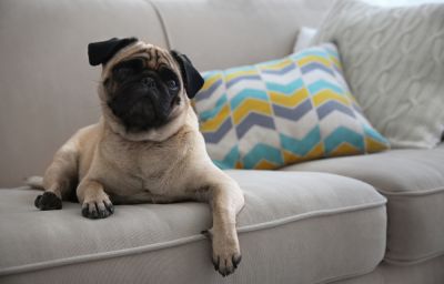 Remove Allergens, Such as Dust Mites or Pet Dander!
